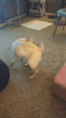 1702087888092.gif