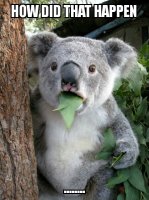 Surprised Koala.jpg