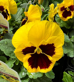 Screenshot 2024-01-17 at 07-17-41 Yellow_blotch_viola_800x.webp (WEBP Image 800 × 1067 pixels)...png