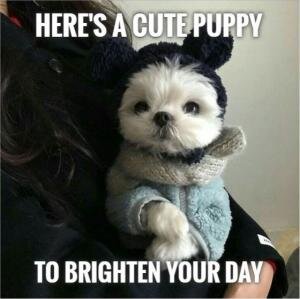 heres-a-cute-puppy-to-brighten-your-day-memes (1).jpg