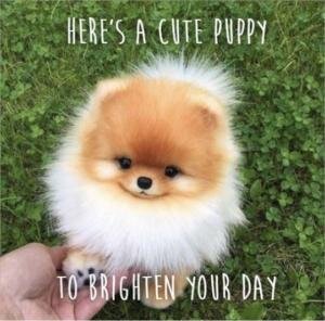 heres-a-cute-puppy-to-brighten-your-day-memes.jpg