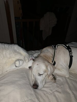 IMG_2331.jpeg