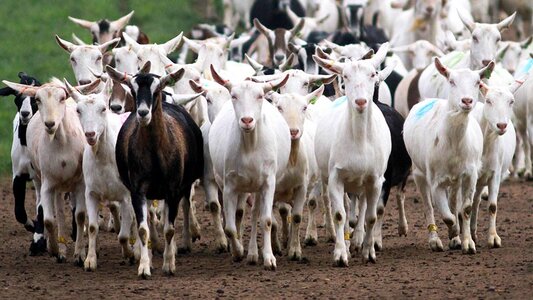 Goat-herd-DRMKX5_C_-Joanne-Roberts_Alamy-Stock-Photo.jpg