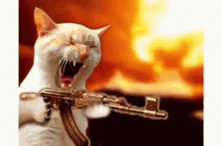 angry-cat-screaming-firing-gun-zfbim6uvdzlllgm6.gif