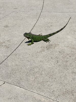 IMG_9665.jpeg
