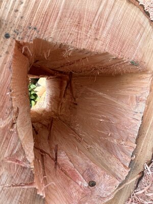 IMG_7240.jpeg