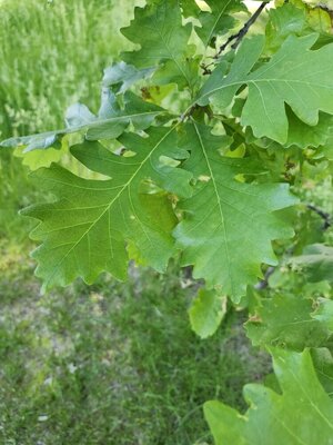 Burr Oak 1.jpg