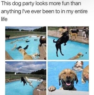 This_Dog_Party~2.jpg