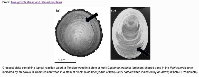 Tree G-Fiber Tension Wood.jpg