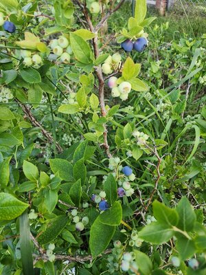 20240625_FirstBBerries.jpg