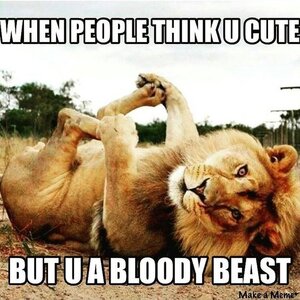 lion-meme-about-being-a-beast-and-everyone-thinks-your-are-cute.jpeg