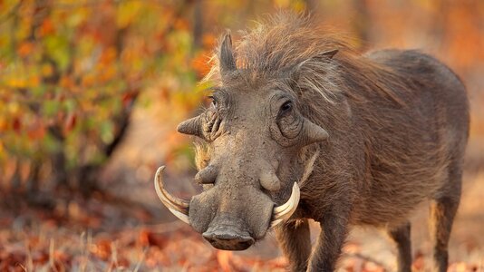 animals_hero_warthog.jpg