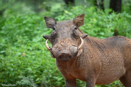 karen-paolillo-male-warthog-1024.jpg