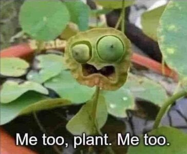 Me_Too_Plant~2.jpg