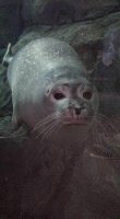 Seal.jpg