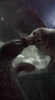 Seals 2.jpg