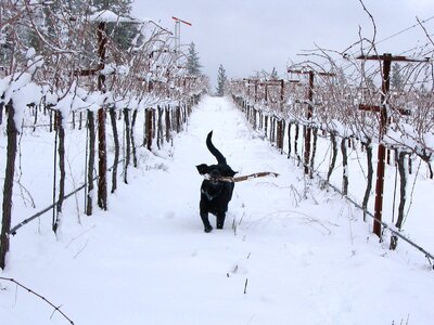 Gus-in-snow-Lake-County.jpg