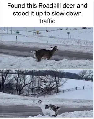 1 roadkill deer.png