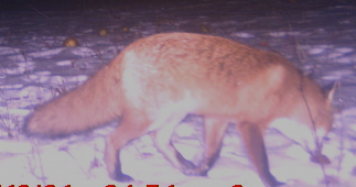 mr fox.png