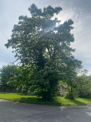 IMG_4847.jpeg