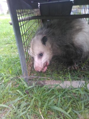 2 possum 5:25.jpg