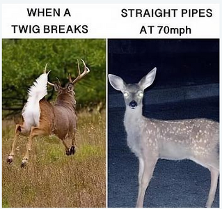 1 buck and does.png