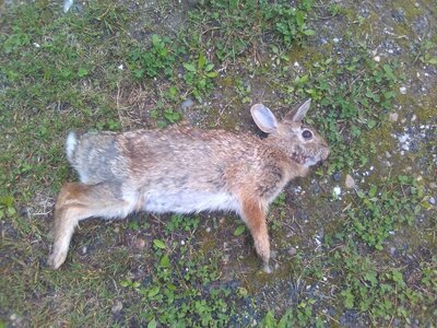 1 bunny 5:25.jpg