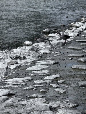 IMG_1597.jpeg