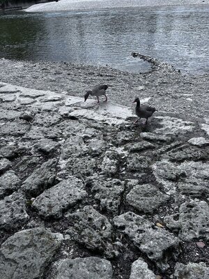 IMG_1603.jpeg