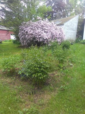 1 early rhody + flower bed.jpg
