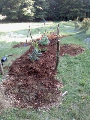 1 blueberry patch mulched.jpg