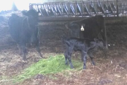 1 day old calf.jpg