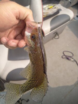 IMG_20250531_102942.jpg