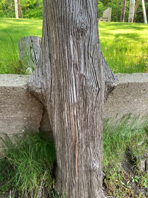 IMG_2950.jpeg