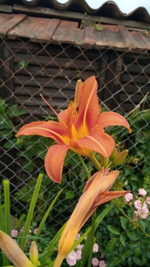 IMG_20250617_102845.jpg