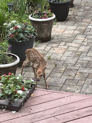 IMG_0821.jpeg