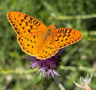 IMG_3492.jpeg