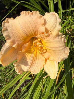 IMG_6977.jpeg