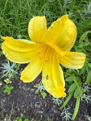 IMG_6980.jpeg