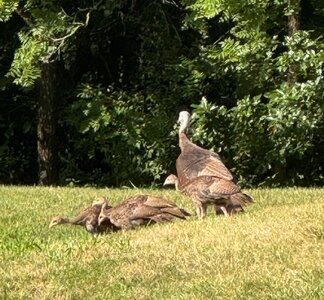 IMG_1213.jpeg