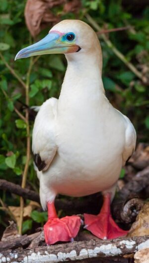 cinp-tile-image-red-footed-booby-credit-wondrous-world-images-t~2.jpg