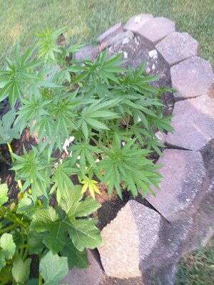 IMG_20250805_180418.jpg
