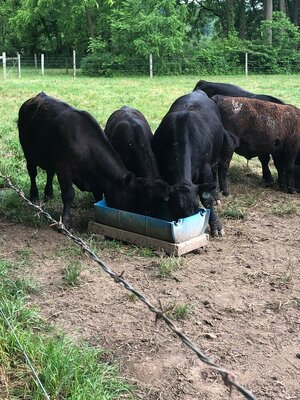 Steers June 2025.jpg