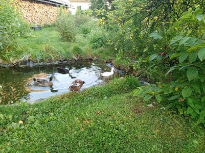 IMG_20250809_192704_925.jpg