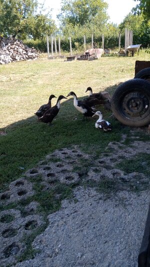 IMG_20250815_131737.jpg