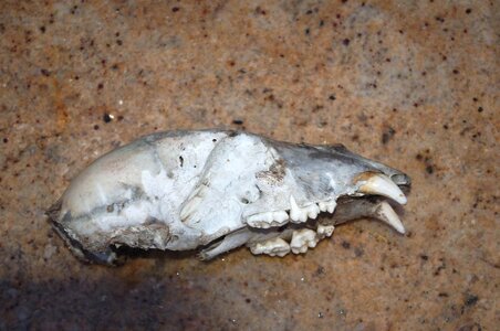 1 bear skull.jpg