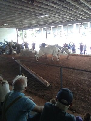 1 ox pull winners 8K lbs.jpg