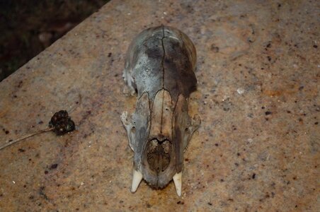 1 bear skull 2.jpg