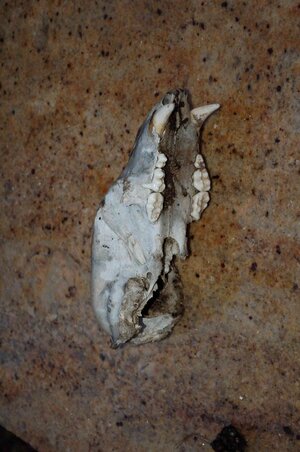 1 bear skull 3.jpg
