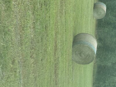 IMG_8036.jpeg
